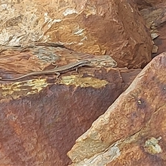 Eulamprus heatwolei at Cotter River, ACT - 22 Nov 2024