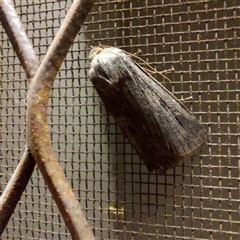 Agrotis infusa (Bogong Moth, Common Cutworm) at Kambah, ACT - 21 Nov 2024 by GirtsO