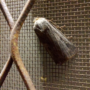 Agrotis infusa at Kambah, ACT - 21 Nov 2024