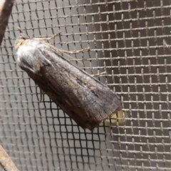 Agrotis infusa at Kambah, ACT - 21 Nov 2024 08:43 PM