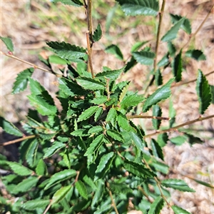 Ulmus parvifolia at Watson, ACT - 22 Nov 2024