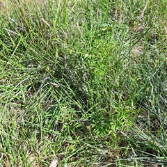 Ulmus parvifolia at Watson, ACT - 22 Nov 2024