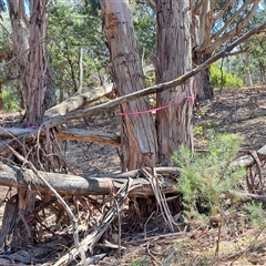 Eucalyptus globulus subsp. bicostata (Southern Blue Gum, Eurabbie) at Watson, ACT - 22 Nov 2024 by abread111