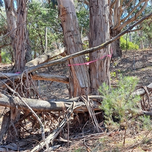 Eucalyptus globulus subsp. bicostata at Watson, ACT - 22 Nov 2024 10:05 AM