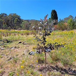 Eucalyptus globulus subsp. bicostata at Watson, ACT - 22 Nov 2024 10:05 AM