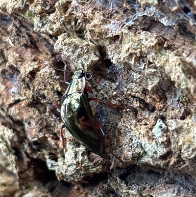 Unidentified Insect at Lorne, NSW - 22 Nov 2024 by Butlinz