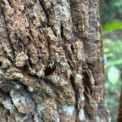 Cyphaleus cupreus at Lorne, NSW - 22 Nov 2024 12:30 PM