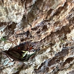Cyphaleus cupreus at Lorne, NSW - 22 Nov 2024 12:30 PM