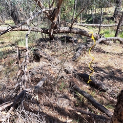 Crataegus monogyna at Watson, ACT - 22 Nov 2024 10:02 AM