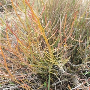 Bossiaea riparia at Mount Clear, ACT - 21 Nov 2024