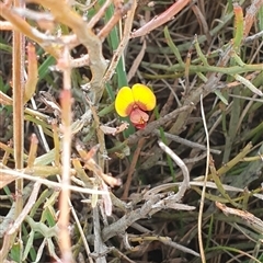 Bossiaea riparia at Mount Clear, ACT - 21 Nov 2024