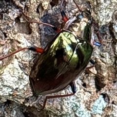 Unidentified Beetle (Coleoptera) at Lorne, NSW - 22 Nov 2024 by Butlinz