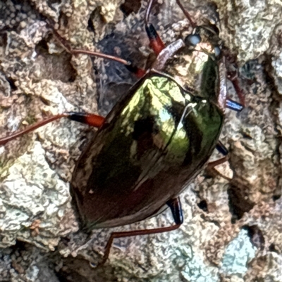 Unverified Beetle (Coleoptera) at Lorne, NSW - 22 Nov 2024 by Butlinz
