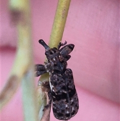 Isacantha dermestiventris (Belid weevil) at Manar, NSW - 22 Nov 2024 by clarehoneydove