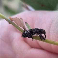 Isacantha dermestiventris at suppressed - 22 Nov 2024