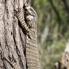 Varanus varius (Lace Monitor) at Orangeville, NSW - 22 Nov 2024 by belleandjason