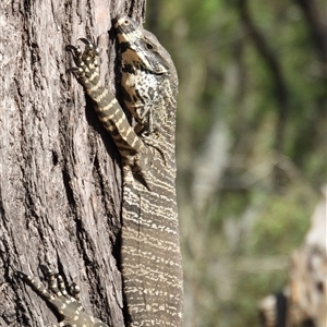 Varanus varius at Orangeville, NSW by belleandjason3113