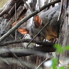 Trichosurus vulpecula (Common Brushtail Possum) at Orangeville, NSW - 22 Nov 2024 by belleandjason