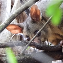 Trichosurus vulpecula at Orangeville, NSW - 22 Nov 2024