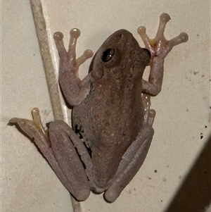 Litoria peronii (Peron's Tree Frog, Emerald Spotted Tree Frog) at Kangaroo Valley, NSW by lbradley