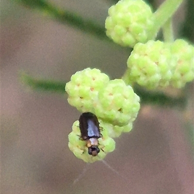 Unidentified Leaf beetle (Chrysomelidae) at Manar, NSW - 22 Nov 2024 by clarehoneydove