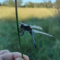 Orthetrum caledonicum (Blue Skimmer) at Orangeville, NSW - 10 Jul 2024 by belleandjason