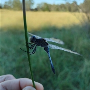 Orthetrum caledonicum at Orangeville, NSW - 10 Jul 2024 07:00 AM