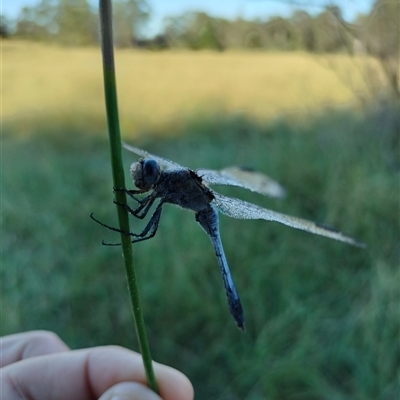 Orthetrum caledonicum (Blue Skimmer) at Orangeville, NSW - 9 Jul 2024 by belleandjason3113