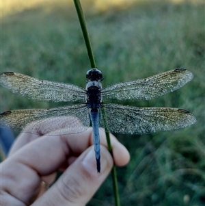 Orthetrum caledonicum at Orangeville, NSW - 10 Jul 2024 07:00 AM