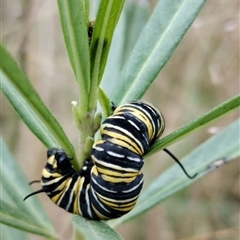 Danaus plexippus (Monarch) at Orangeville, NSW - 22 Nov 2024 by belleandjason