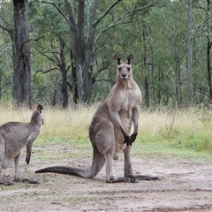 Macropus giganteus (Eastern Grey Kangaroo) at Orangeville, NSW - 22 Nov 2024 by belleandjason