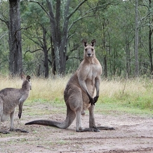 Macropus giganteus at Orangeville, NSW - 22 Nov 2024