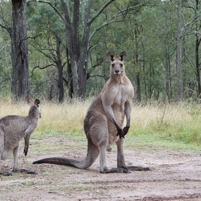 Macropus giganteus at Orangeville, NSW - 22 Nov 2024 by belleandjason3113