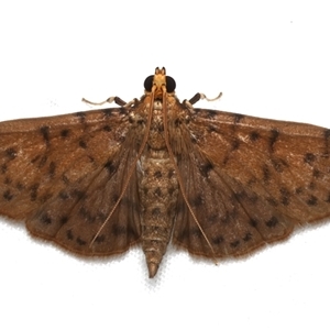 Conogethes pluto (Alpinia Stem-borer (Spilomelinae)) at Bulli, NSW by jb2602