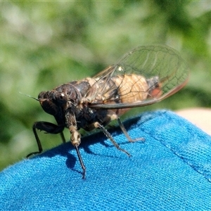 Cicadidae (family) at Orangeville, NSW by belleandjason3113