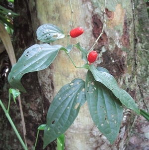 Piper fungiforme at Syndicate, QLD - 16 Jan 2024 12:54 PM