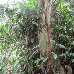 Piper fungiforme at Syndicate, QLD - 16 Jan 2024 12:54 PM