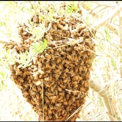 Apis mellifera at Orangeville, NSW - 22 Nov 2024 10:37 PM