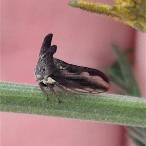 Ceraon vitta (Treehopper) at Manar, NSW by clarehoneydove