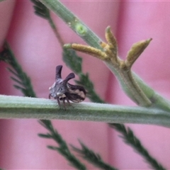 Ceraon vitta at Manar, NSW - suppressed