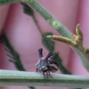 Ceraon vitta at Manar, NSW - suppressed