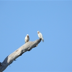 Cacatua tenuirostris (Long-billed Corella) at Orangeville, NSW - 12 Nov 2024 by belleandjason