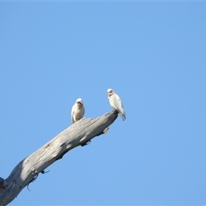 Cacatua tenuirostris at Orangeville, NSW - 12 Nov 2024