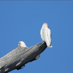 Cacatua tenuirostris at Orangeville, NSW - 12 Nov 2024