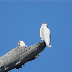 Cacatua tenuirostris at Orangeville, NSW - 12 Nov 2024