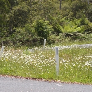 Leucanthemum vulgare at Fitzroy Falls, NSW - 21 Nov 2024 11:02 PM