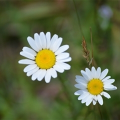 Leucanthemum vulgare at Fitzroy Falls, NSW - 21 Nov 2024 11:02 PM