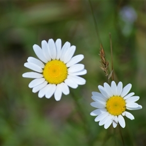 Leucanthemum vulgare at Fitzroy Falls, NSW - 21 Nov 2024 11:02 PM