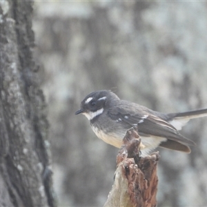 Rhipidura albiscapa (Grey Fantail) at Orangeville, NSW by belleandjason3113