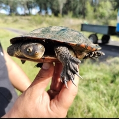 Chelodina longicollis (Eastern Long-necked Turtle) at Orangeville, NSW - 22 Nov 2024 by belleandjason